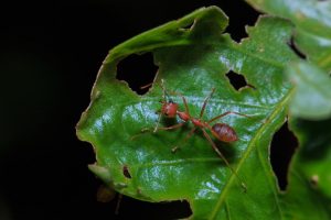 Read more about the article Lo que Necesita Saber Sobre un Método de Control Eficaz para la Hormiga de Cortador de Hojas