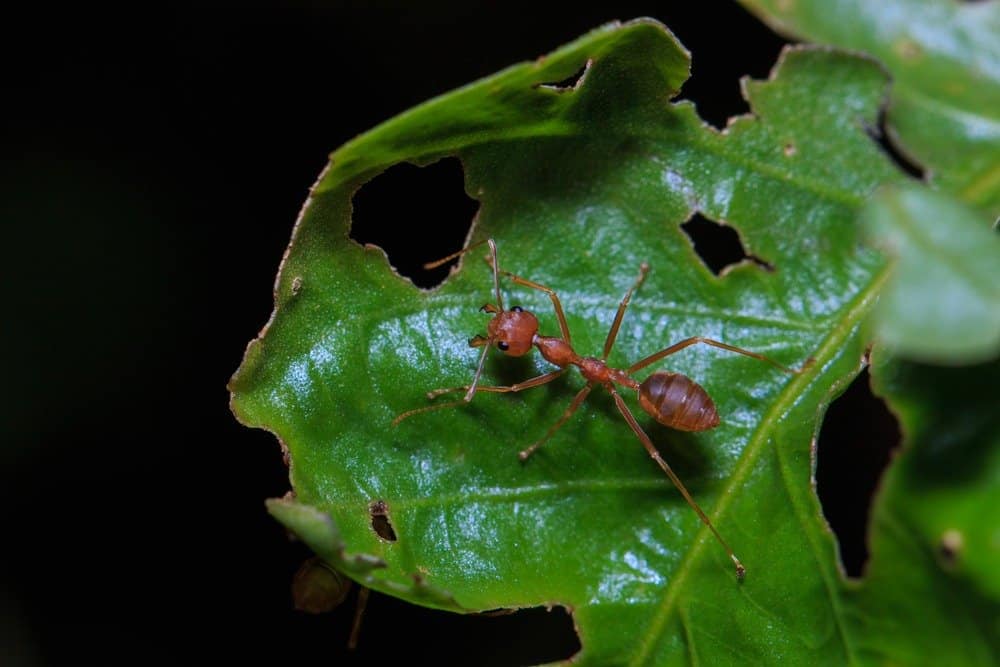 Read more about the article Lo que Necesita Saber Sobre un Método de Control Eficaz para la Hormiga de Cortador de Hojas