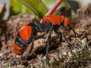 Read more about the article Hormiga de Terciopelo Rojo (La Hormiga Asesina a las Vacas) – Guía Completa