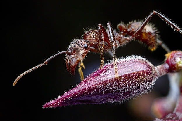 Read more about the article Hormiga Bala: 4 Datos de Enfriamiento de la Columna Vertebral y Cómo Tratar con el Insecto más Doloroso del Mundo