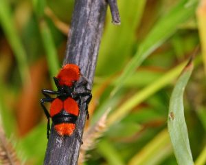 Hormiga de terciopelo rojo tumbada en el árbol