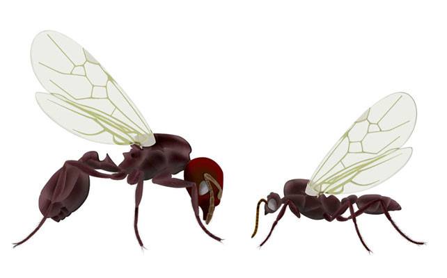 Read more about the article 7 Maneras Sencillas de Deshacerse de las Hormigas Voladoras