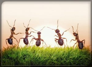 Read more about the article 10 Tipos Comunes de Hormigas en el Mundo