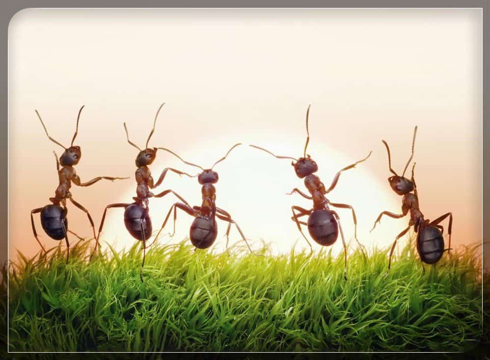 Read more about the article 10 Tipos Comunes de Hormigas en el Mundo