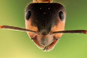 Read more about the article ¿Cómo Deshacerse de las Hormigas Fantasma Naturalmente?