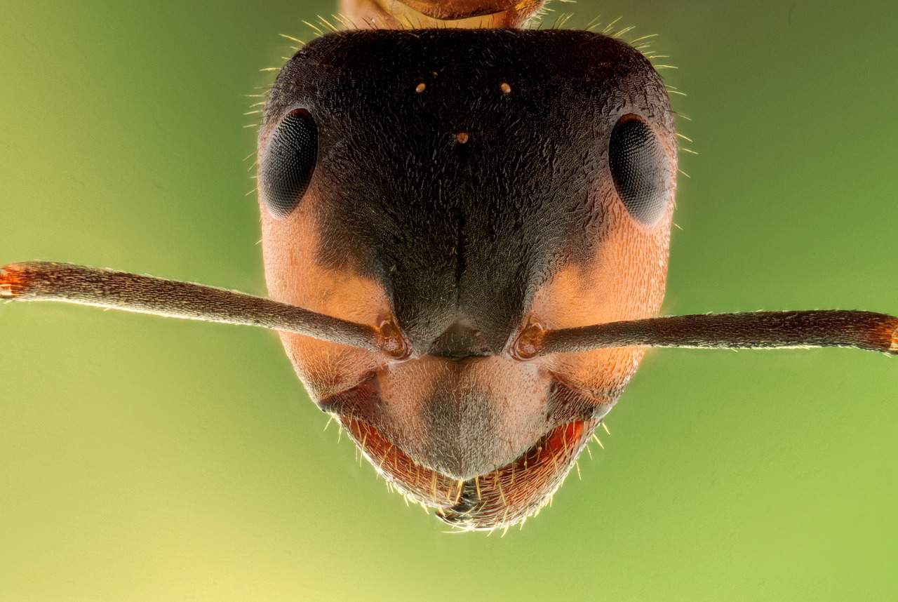 Read more about the article ¿Cómo Deshacerse de las Hormigas Fantasma Naturalmente?