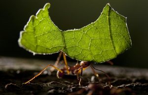 Read more about the article Gestión de Plagas: ¡Guía para Lidiar con Hormigas Cortadoras de Hojas!