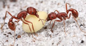 Read more about the article Hormiga Cosechadora: Información Básica, por qué Muerden y 2 Mejores Formas de Controlarlos