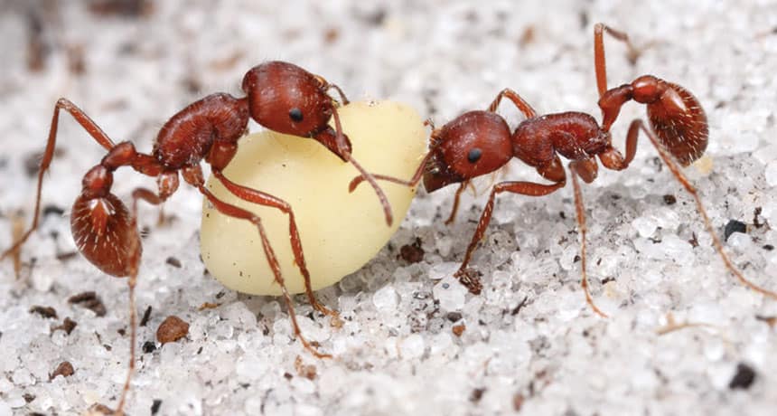Read more about the article Hormiga Cosechadora: Información Básica, por qué Muerden y 2 Mejores Formas de Controlarlos