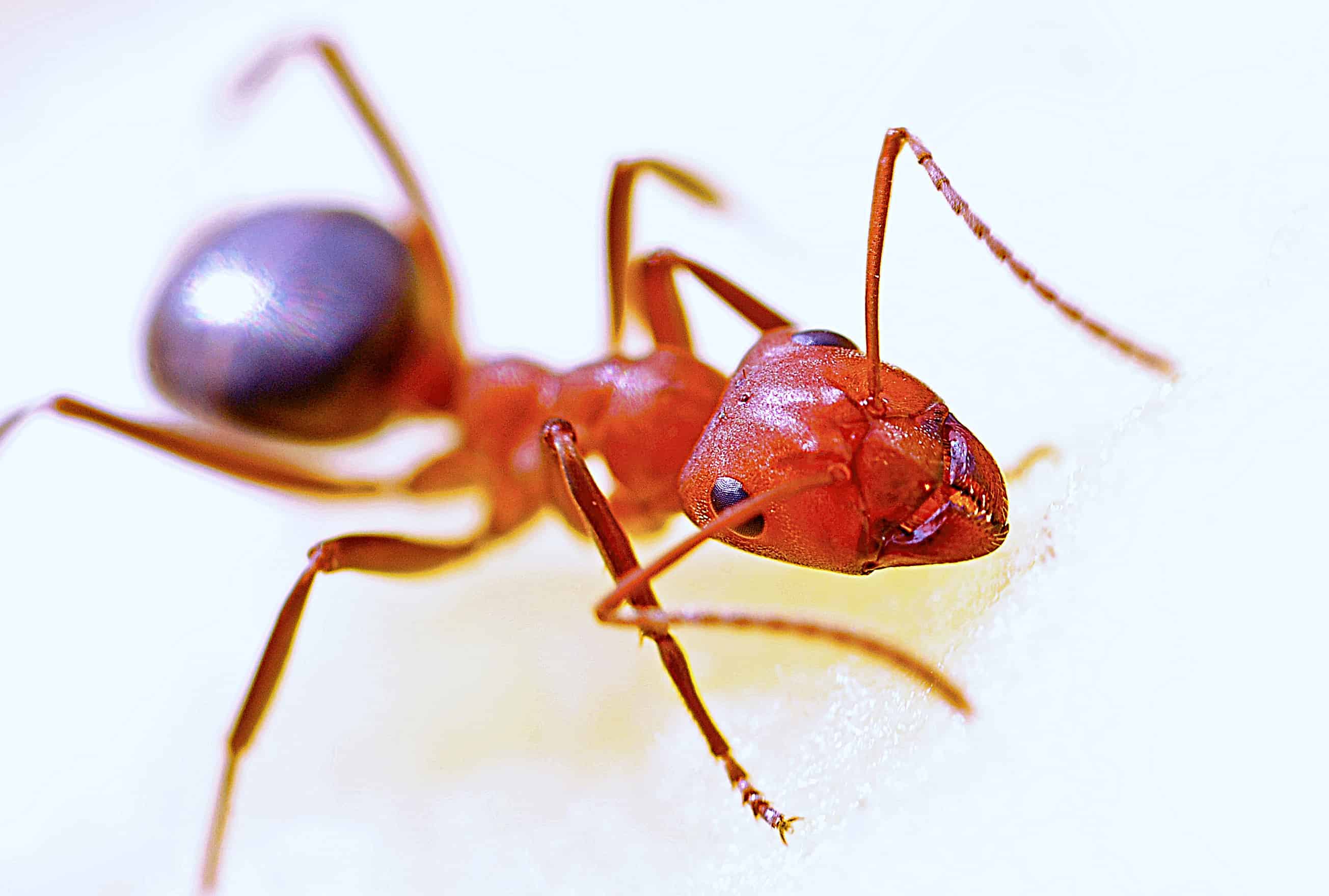 Read more about the article Hechos Acerca de las Hormigas Rojas