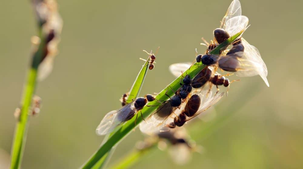 Read more about the article 10 Consejos para Deshacerse de las Hormigas Voladoras en tu Casa