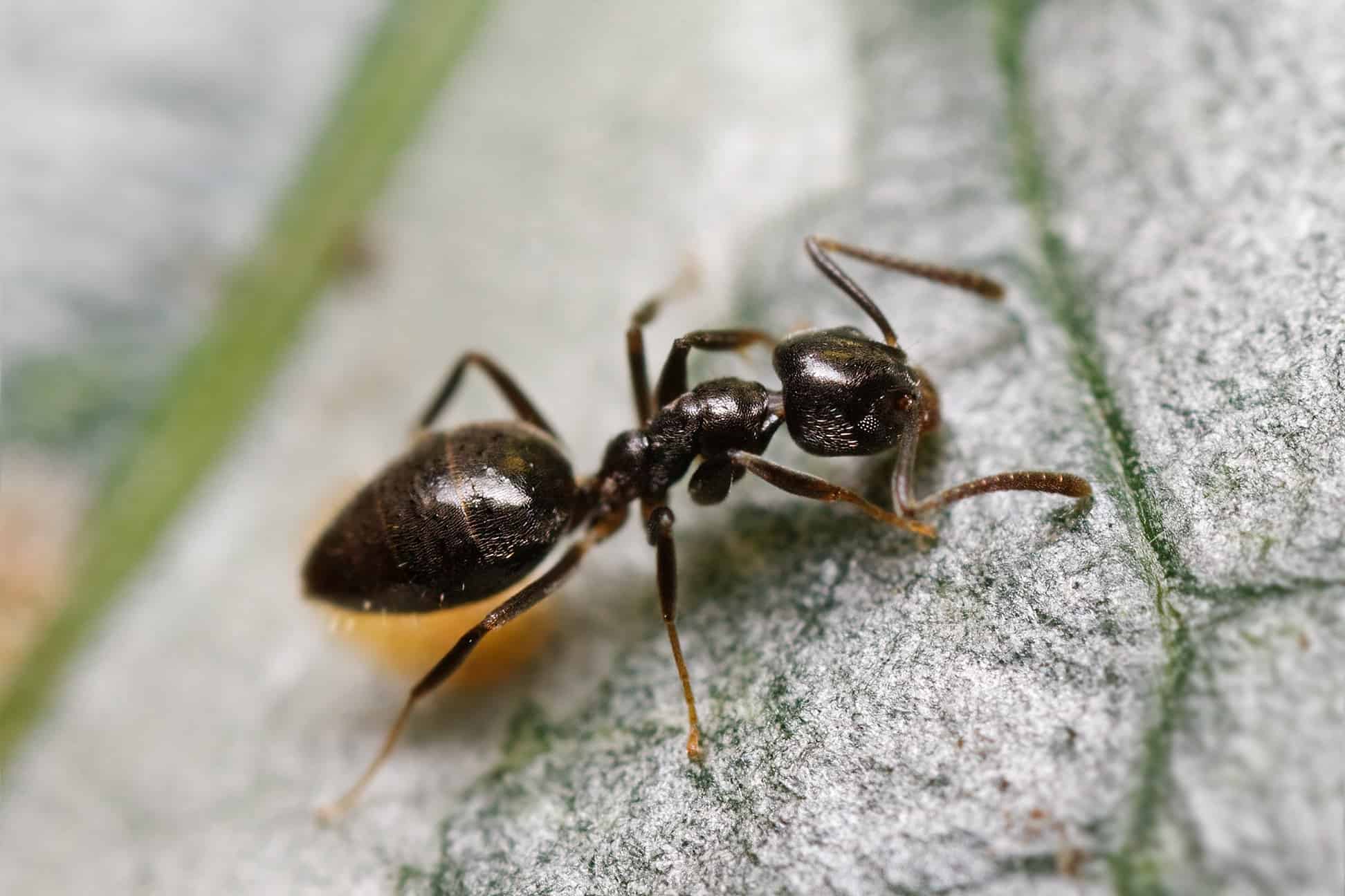 Read more about the article ¿Cómo Deshacerse de las Hormigas Caseras Olorosas (Efectivamente)?