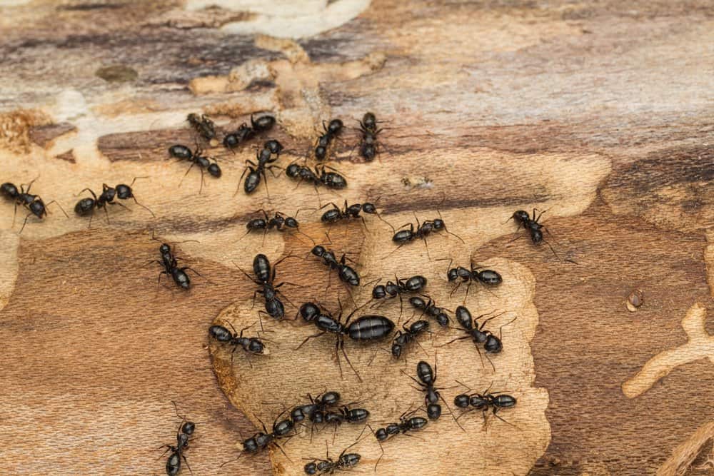 Read more about the article 11 Diferencias entre Hormigas de Carpintero VS Termitas