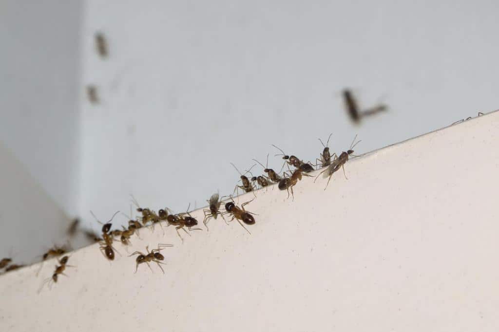 Read more about the article 6 Remedios Efectivos para el Hogar para Deshacerse de Hormigas