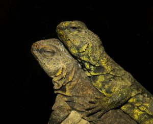 Read more about the article Lguana del Desierto: 4 Características Físicas Más 12 Hechos Divertidos