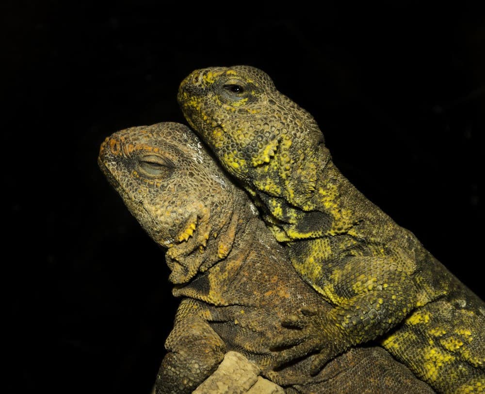 Read more about the article Lguana del Desierto: 4 Características Físicas Más 12 Hechos Divertidos