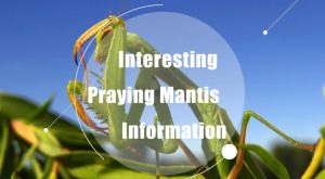 Read more about the article Mantis de Oración – Interesante Información de Mantis de Oración (2018)