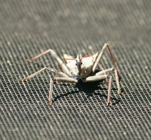 Read more about the article 9 Mejores Repelentes de Insectos de Ruedas que Vale la Pena Comprar