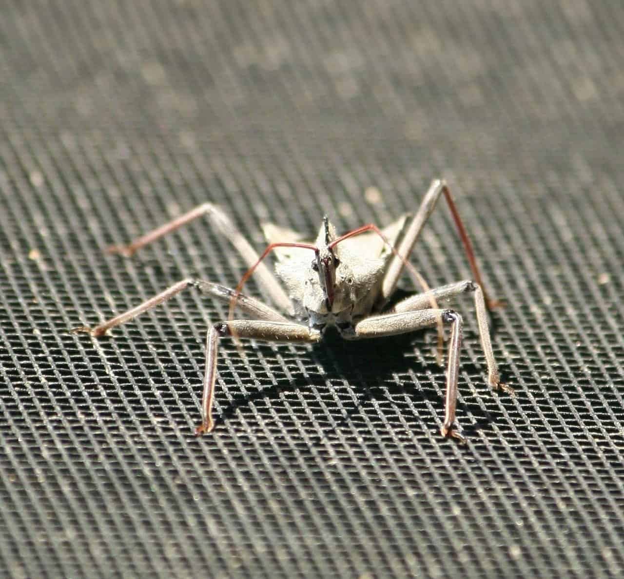 Read more about the article 9 Mejores Repelentes de Insectos de Ruedas que Vale la Pena Comprar