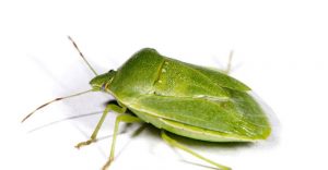 Read more about the article Insecto Apestoso Verde: Datos Interesantes, Daños y Cómo Deshacerse de ellos
