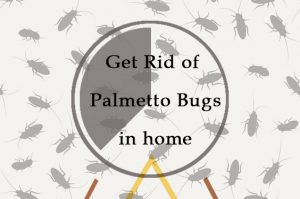 Read more about the article Deshacerse de los Insectos de Palmetto en Casa: 5 Métodos Sencillos (que Funcionan en 2018)