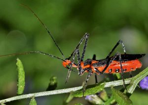 Read more about the article ¿Cómo Controlar los Insectos Asesinos?