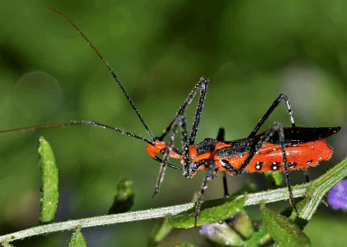 Read more about the article ¿Cómo Controlar los Insectos Asesinos?