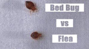 Read more about the article Insecto de Cama vs. Pulga: Las Diferencias (más Insecto de Cama Vs. Escarabajo de Alfombra Vs. Garrapata)