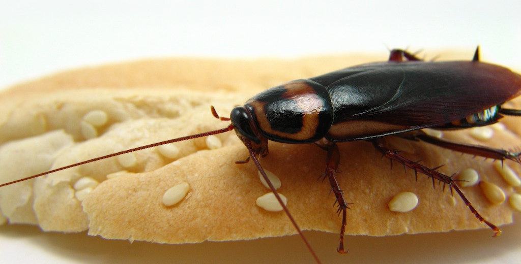 Read more about the article Insecto Palmetto (Bosque de Florida) 16 Hechos Sorprendentes