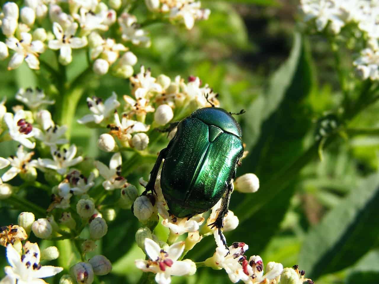 Read more about the article Insecto Junio: Hechos Generales y Repelentes Comerciales para Deshacerse de ellos