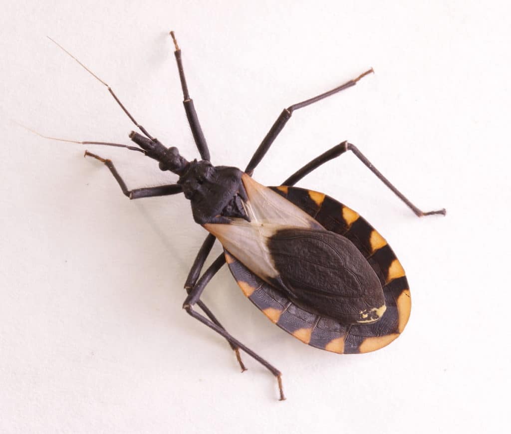 Read more about the article Todo lo que Necesitas Saber sobre las Picaduras de Insectos Asesinos