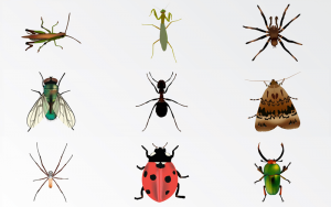 Read more about the article 10 Mejores Reseñas de Zapper de Insectos en Interiores