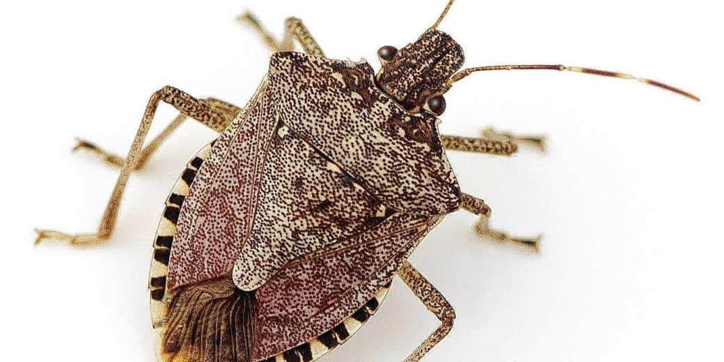 Read more about the article Cómo Matar Insectos Apestosos (Naturalmente) y Mantenerlos Alejados?