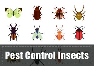 Read more about the article Insectos Beneficiosos: ¿Cómo Utilizar Insectos para el Control de Plagas?