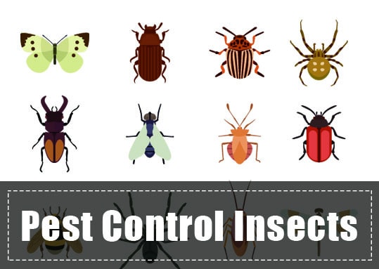 You are currently viewing Insectos Beneficiosos: ¿Cómo Utilizar Insectos para el Control de Plagas?
