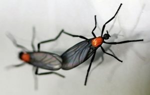Read more about the article Cómo Deshacerse de los Insectos de Amor en tu Hogar y Vehículo