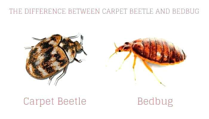 Read more about the article Cómo Decir la Diferencia entre los Insectos de la Cama y los Escarabajos de la Alfombra