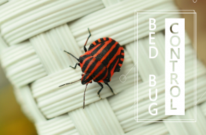 Read more about the article 7 Mejores Formas de Controlar los Insectos de las Camas Naturalmente (2018)