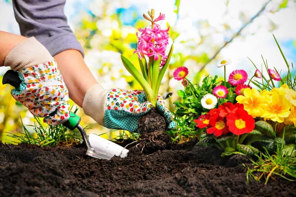 Un hombre está jardinando la tierra