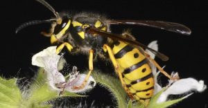 Read more about the article Avispa Identificación: 3 Formas Efectivas de Identificar Avispas