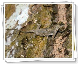 Lagartos de Dragón en la naturaleza