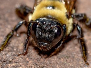 Read more about the article Pequeños Insectos Negros que Muerden – Diagnosticando Misteriosas “Mordeduras de Bichos”