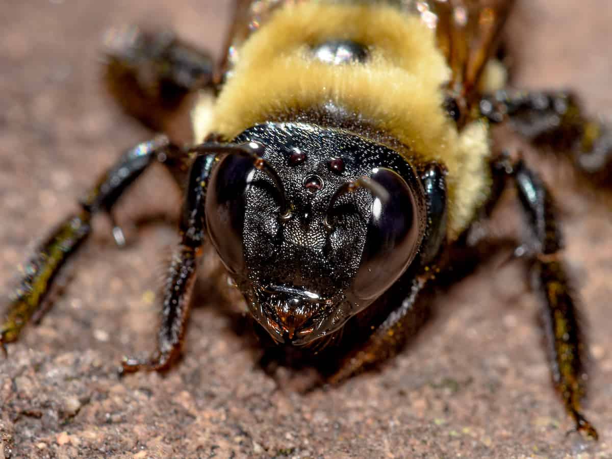 Read more about the article Pequeños Insectos Negros que Muerden – Diagnosticando Misteriosas “Mordeduras de Bichos”