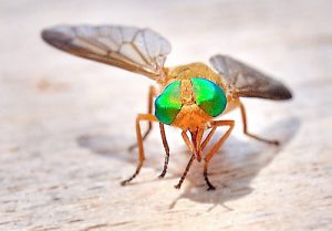 Un gnats de búfalo está mirando la cámara