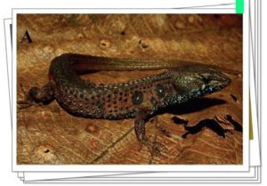 Lizards de Anteojos en la naturaleza