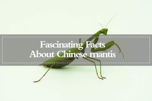 Read more about the article Mantis China — Datos Fascinantes sobre la Mantis China