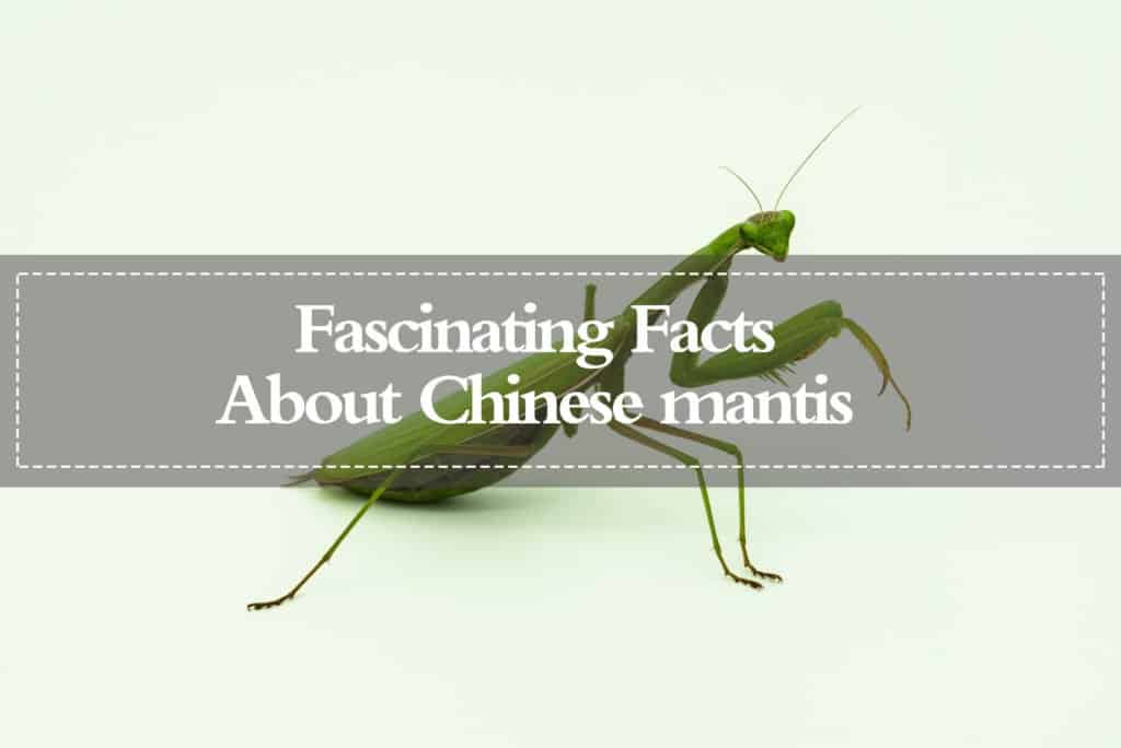 Read more about the article Mantis China — Datos Fascinantes sobre la Mantis China