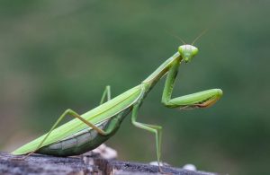 Read more about the article Mantis de Oración: Siete Hechos Extraños y Cómo Deshacerse de ellos en la Casa