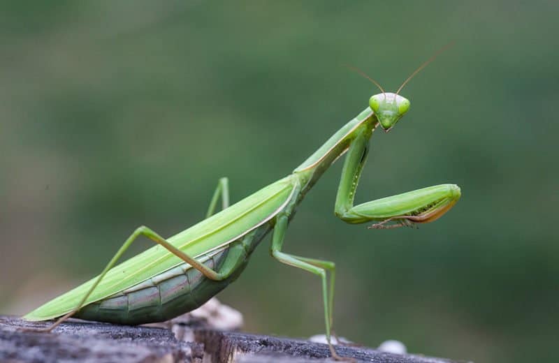 Read more about the article Mantis de Oración: Siete Hechos Extraños y Cómo Deshacerse de ellos en la Casa