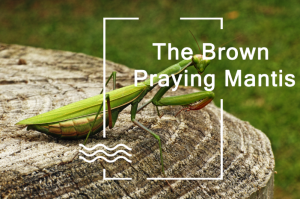 Read more about the article Los Mantis de Oración Marrones: Ciclo de Vida, Hábitat, Comportamiento y Beneficios